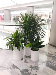 宁波奉化绿植租摆设计亡